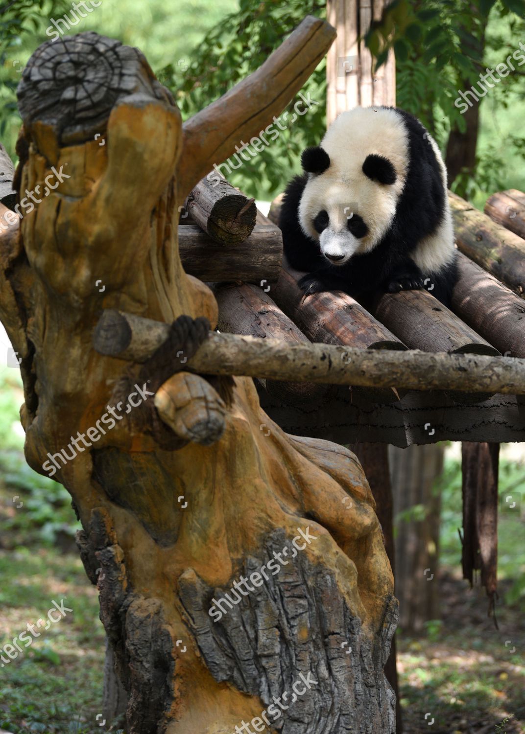 Giant Panda Seen Qinling Research Center Editorial Stock Photo - Stock 