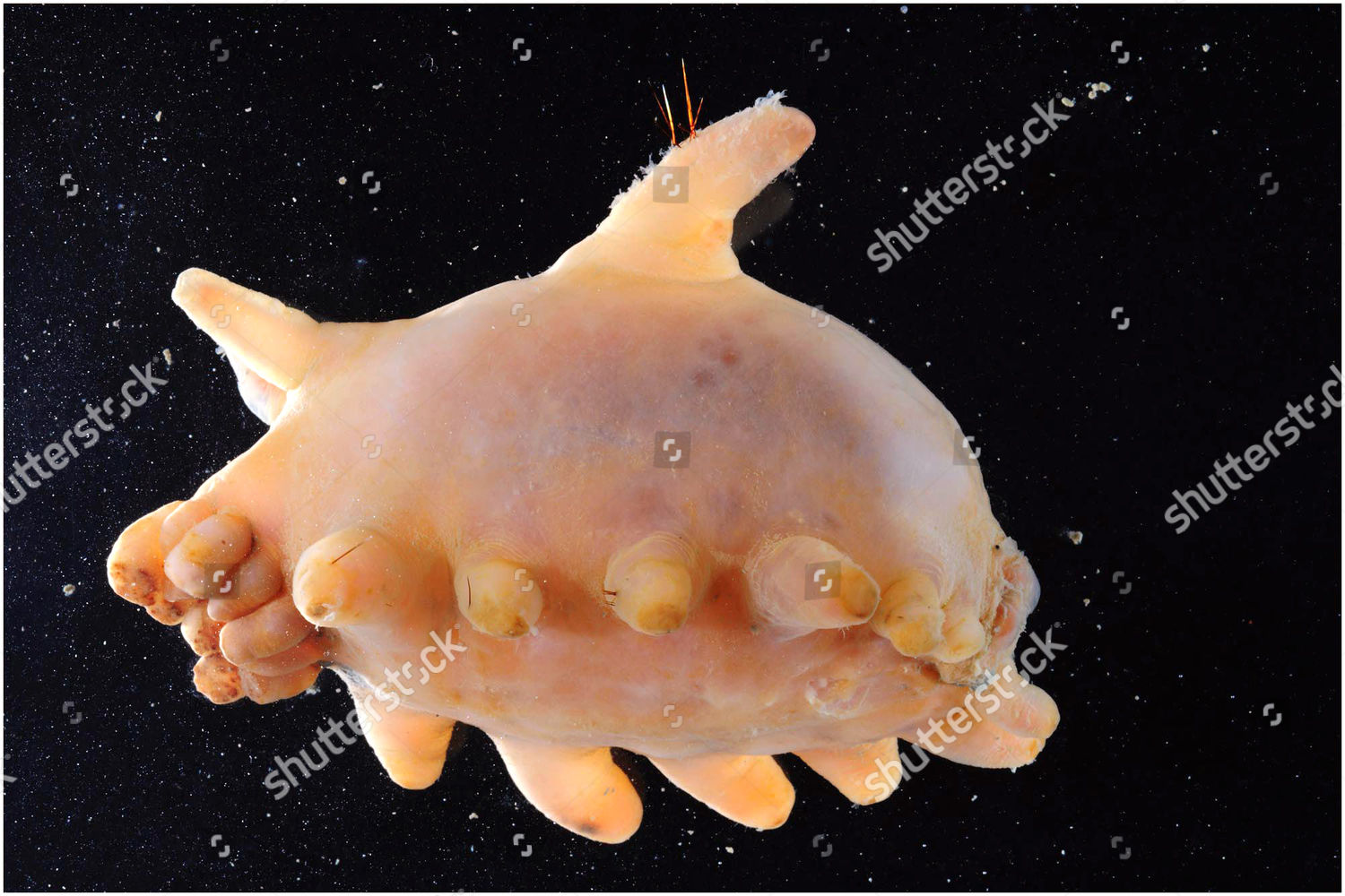 Sea Pig Sea Cucumber Holothuroid Editorial Stock Photo - Stock Image |  Shutterstock