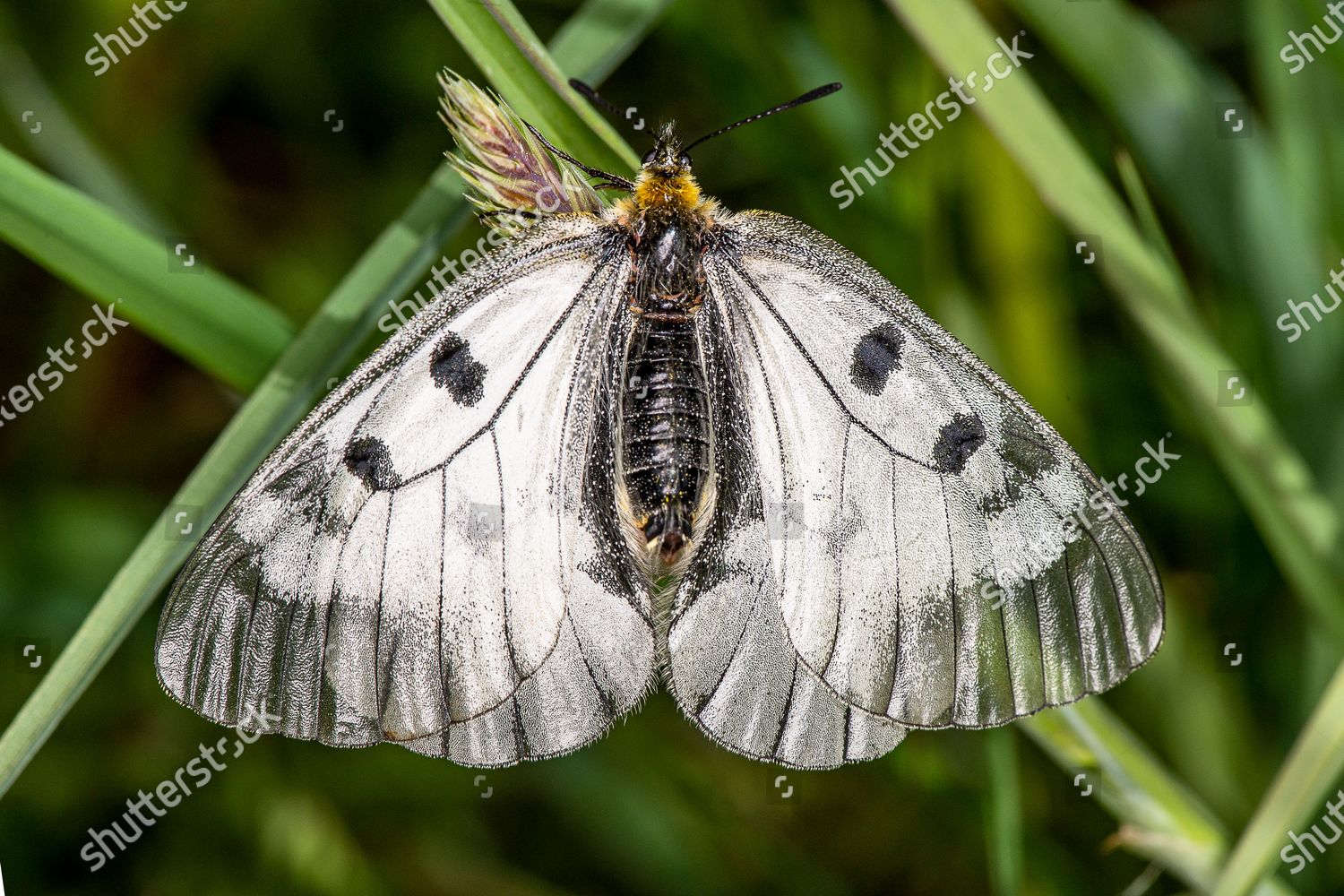 Clouded Apollo Butterfly Parnassius Mnemosyne Editorial Stock Photo Stock Image Shutterstock