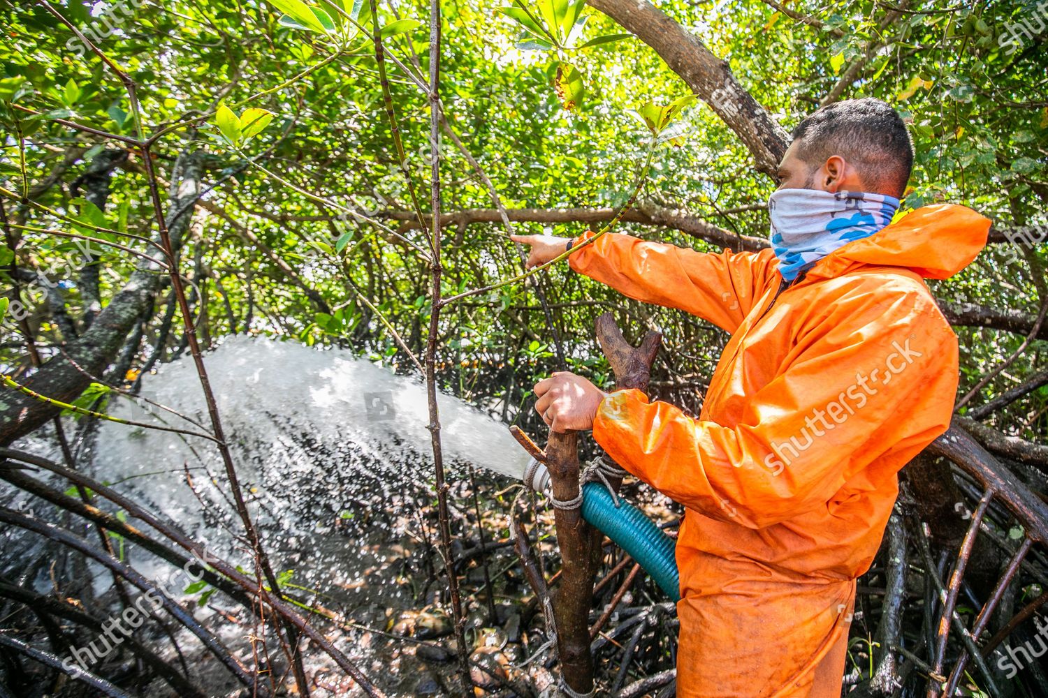worker-polyeco-cleans-mangroves-oil-following-editorial-stock-photo