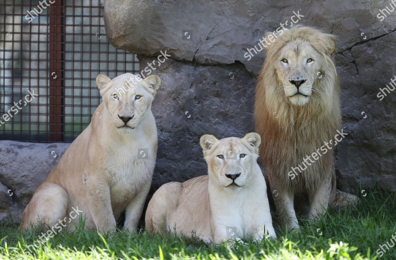 African Lions Gather Dubai Safari Park Gulf Redaktionelles Stockfoto Stockbild Shutterstock