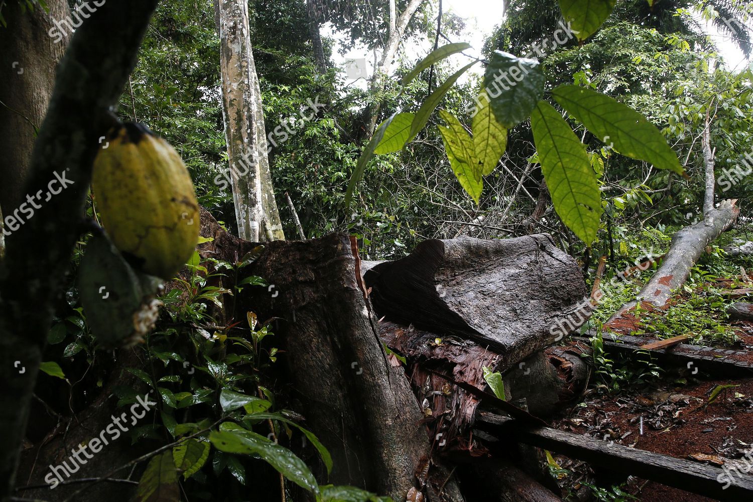 View Felled Tree Cocoa Field Alepe Region Photos Editoriales Libres De Droits Image Libre De Droits Shutterstock