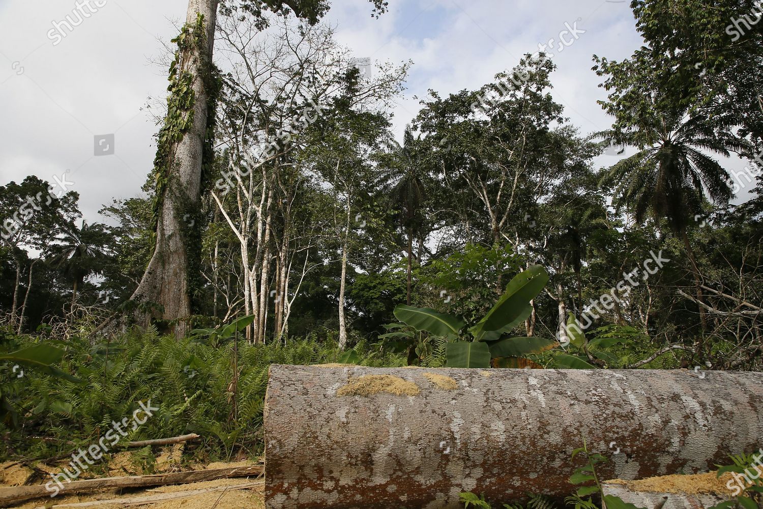 View Felled Tree Forest Alepe Region Cocoa Photos Editoriales Libres De Droits Image Libre De Droits Shutterstock