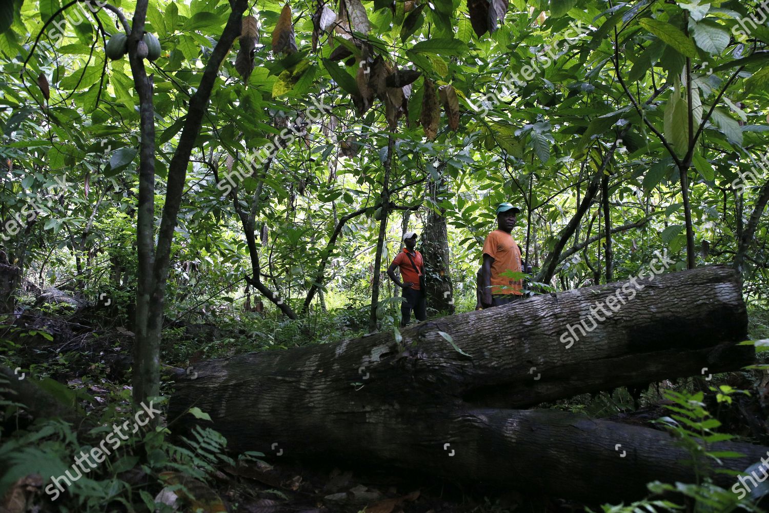 Men Arrested Next Felled Tree Cocoa Field Photos Editoriales Libres De Droits Image Libre De Droits Shutterstock