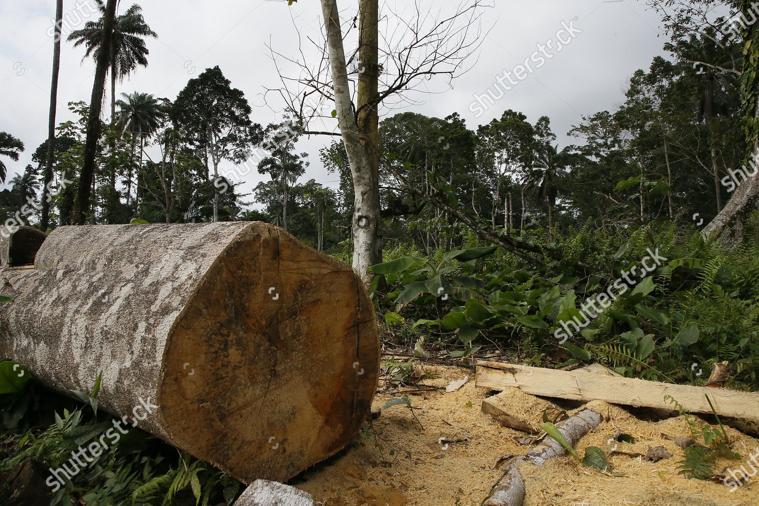 View Felled Tree Forest Alepe Region Cocoa Photos Editoriales Libres De Droits Image Libre De Droits Shutterstock