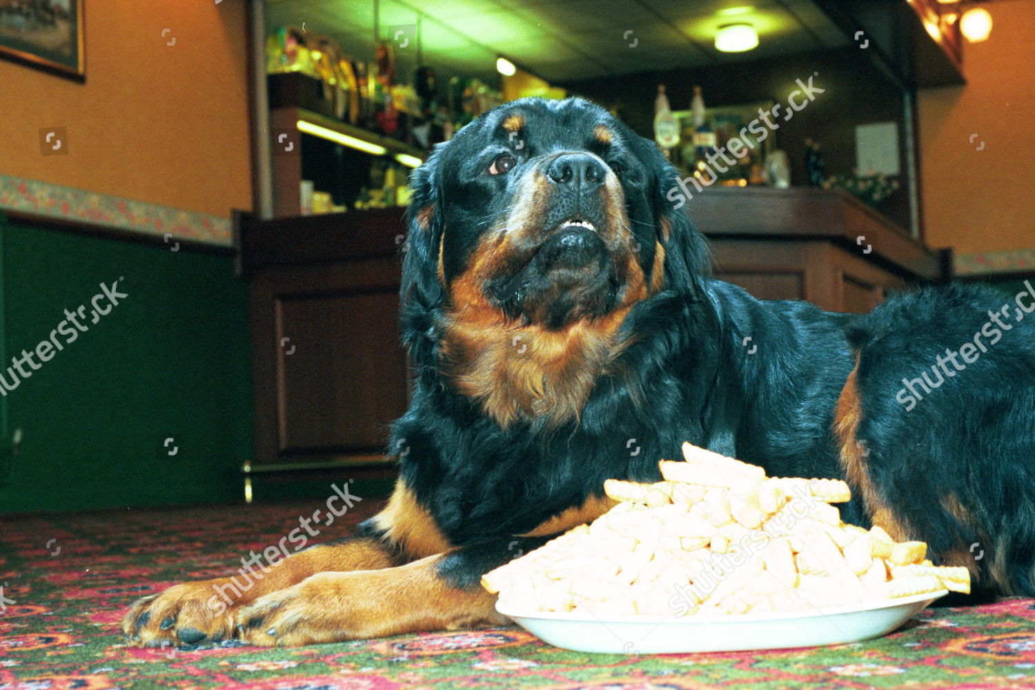 Chips Down Tess All Pictures Show Tess Editorial Stock Photo