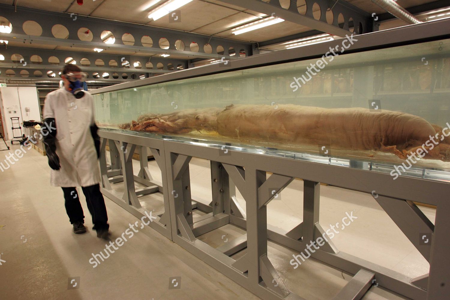 Giant Squid Goes On Display Natural Editorial Stock Photo - Stock Image