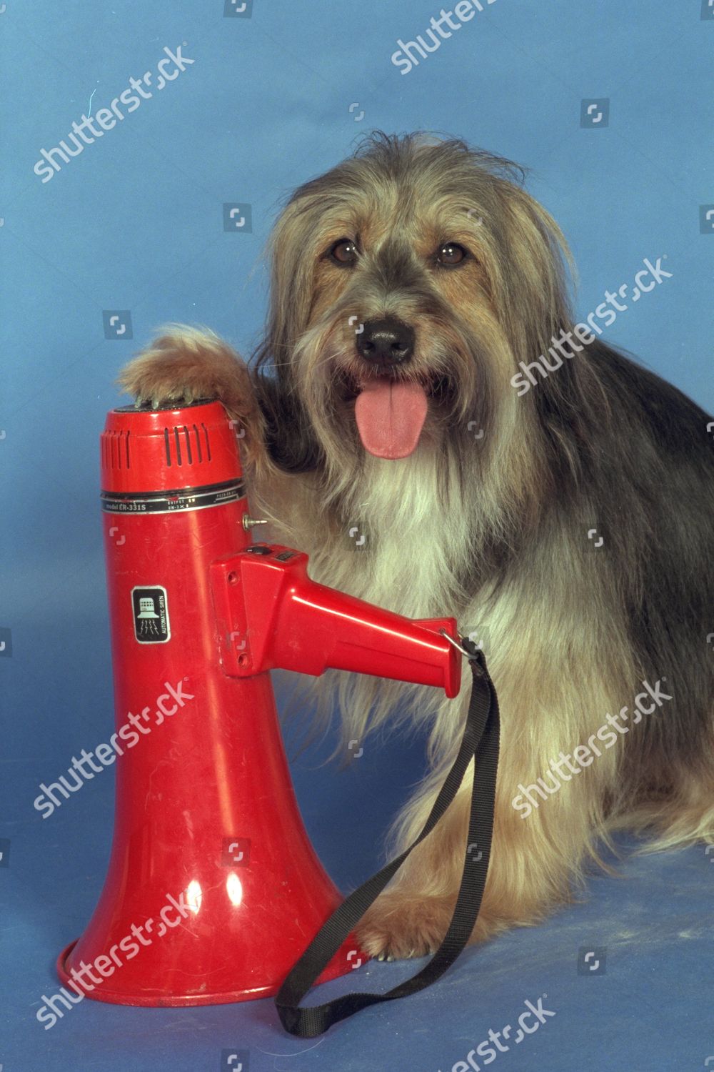 Pippin Junior Famous Television Commercial Dog Editorial Stock Photo