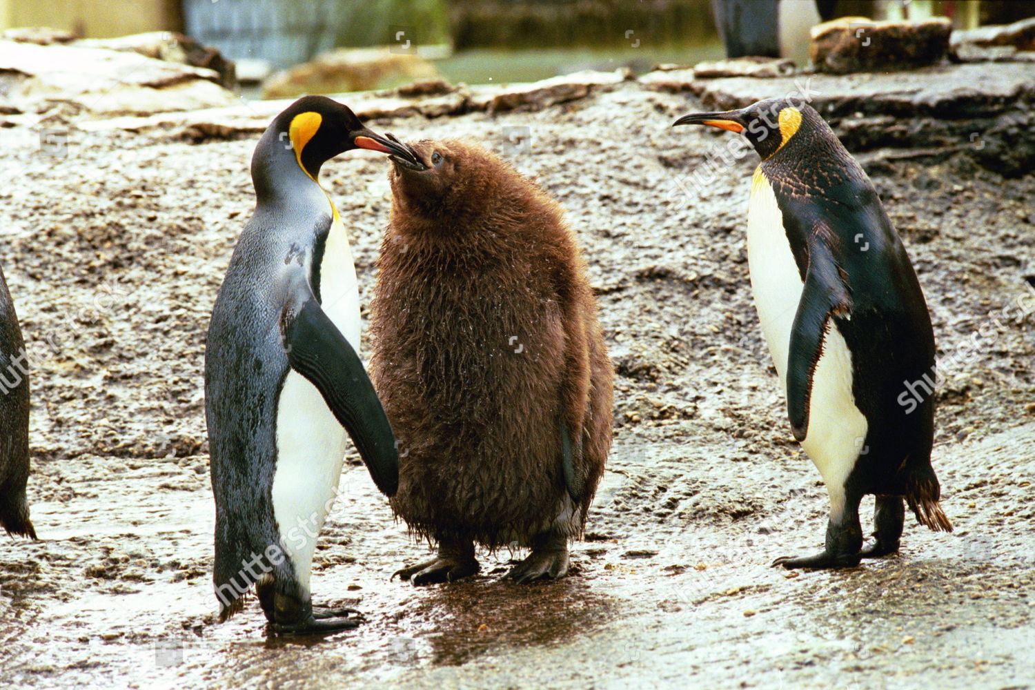 penguin coats