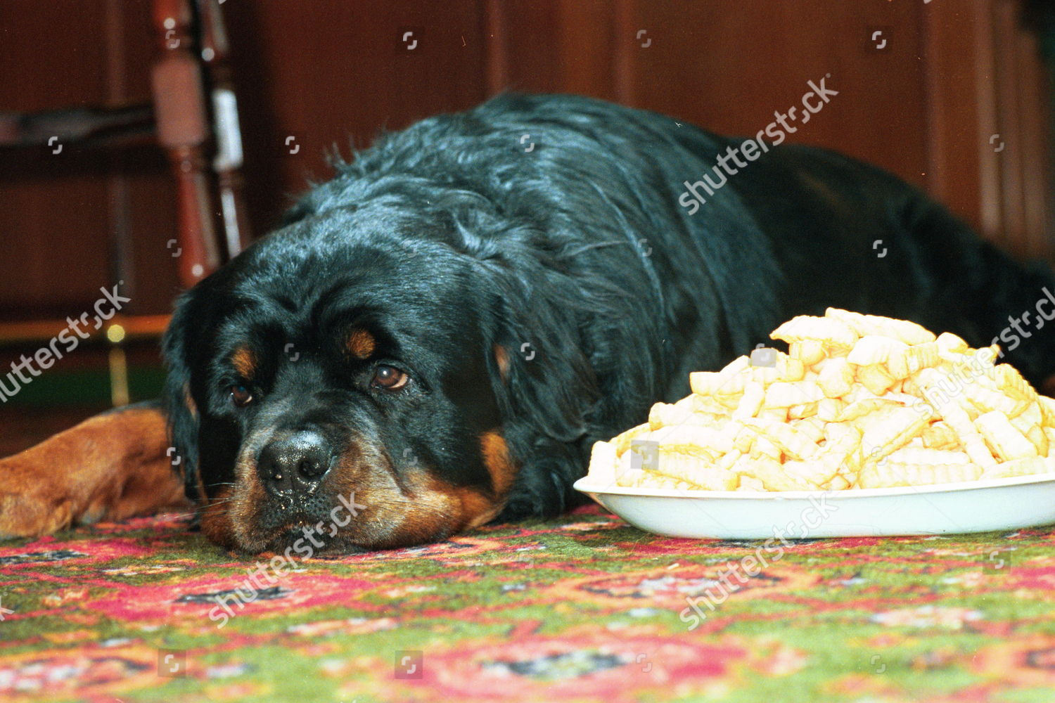 Chips Down Tess All Pictures Show Tess Editorial Stock Photo