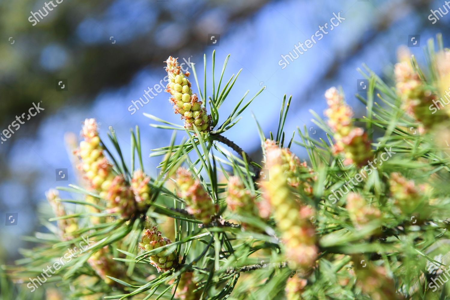 0530 Conifer Tips Ready Be Picked Editorial Stock Photo - Stock Image ...