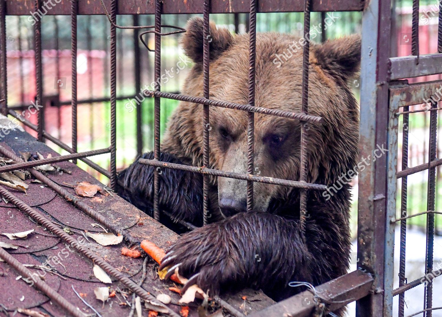 teddy bear zoo