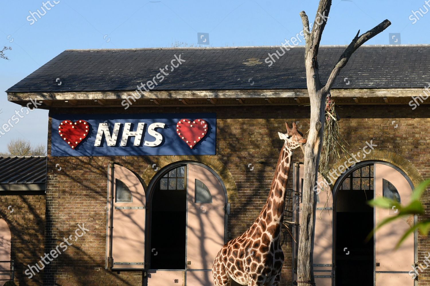 Nhs Sign Giraffe Enclosure Zsl London Editorial Stock Photo Stock