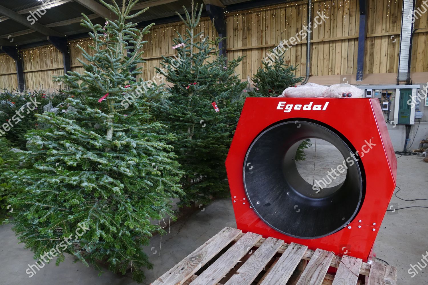 After government gave go ahead Christmas Tree Editorial Stock Photo