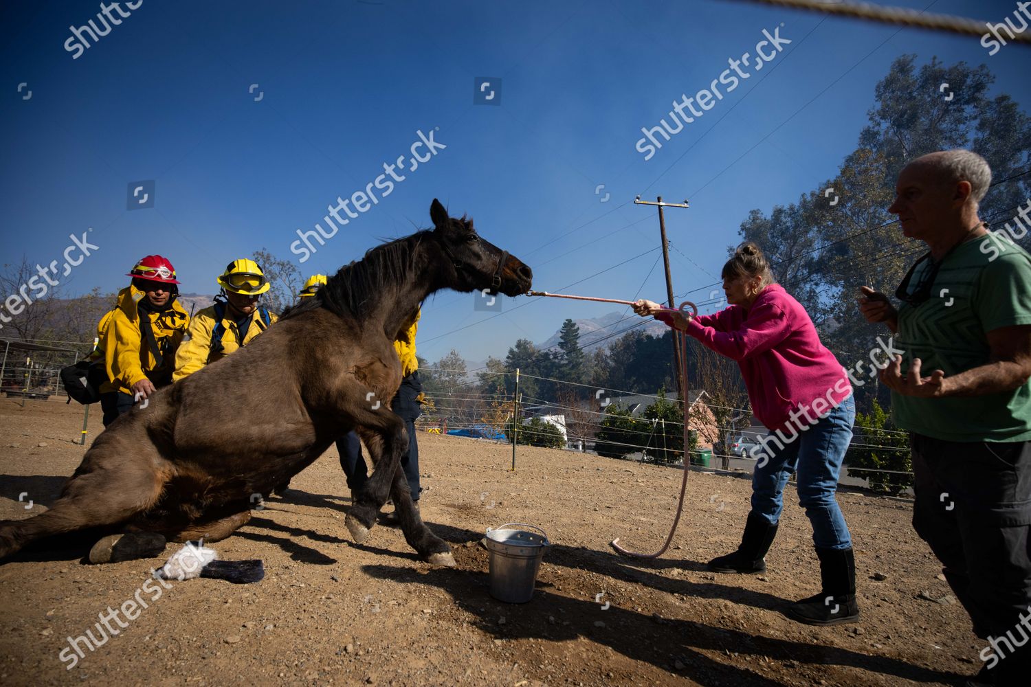 Firefighters Residents Try Help Horse Stand Editorial Stock Photo