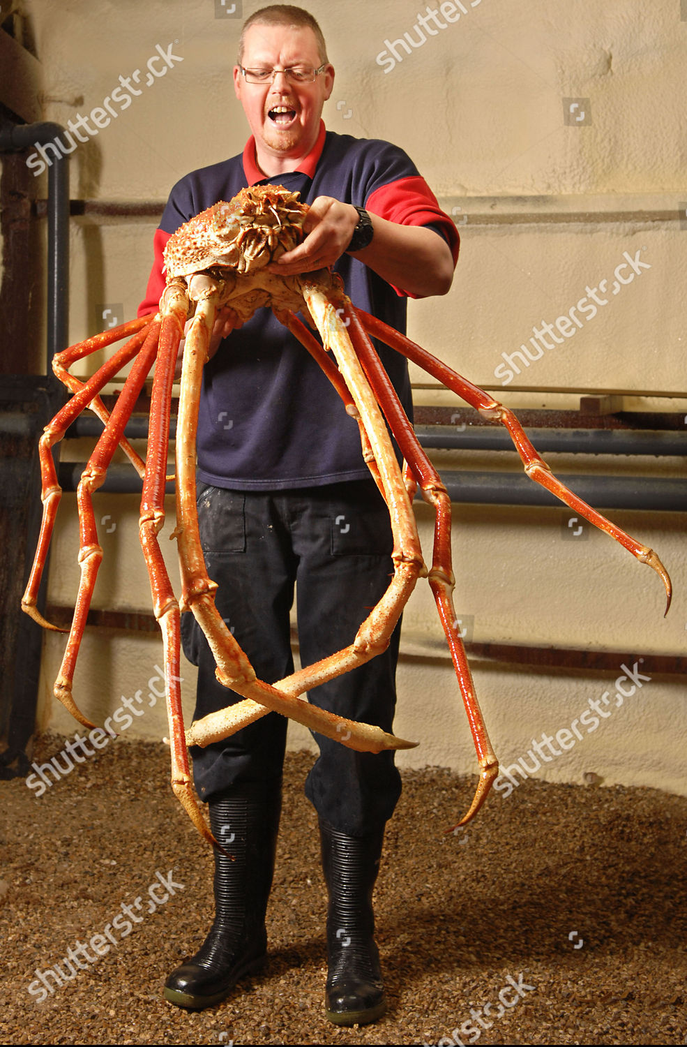 Derek Scales Sealife Tropical Curator Crabzilla Giant Editorial Stock Photo Stock Image Shutterstock