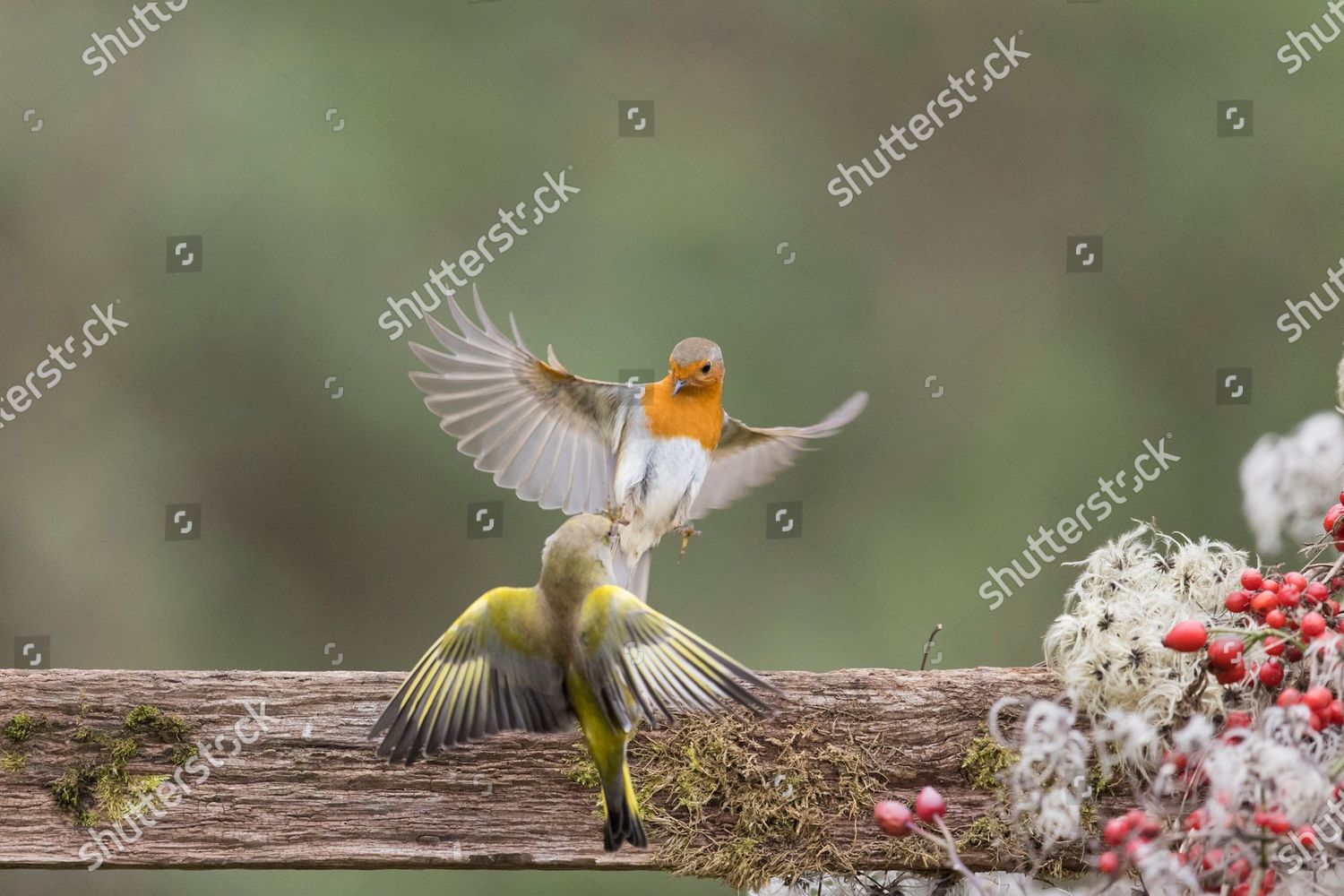 Robin Greenfinch Do Battle On Fence Editorial Stock Photo Stock Image