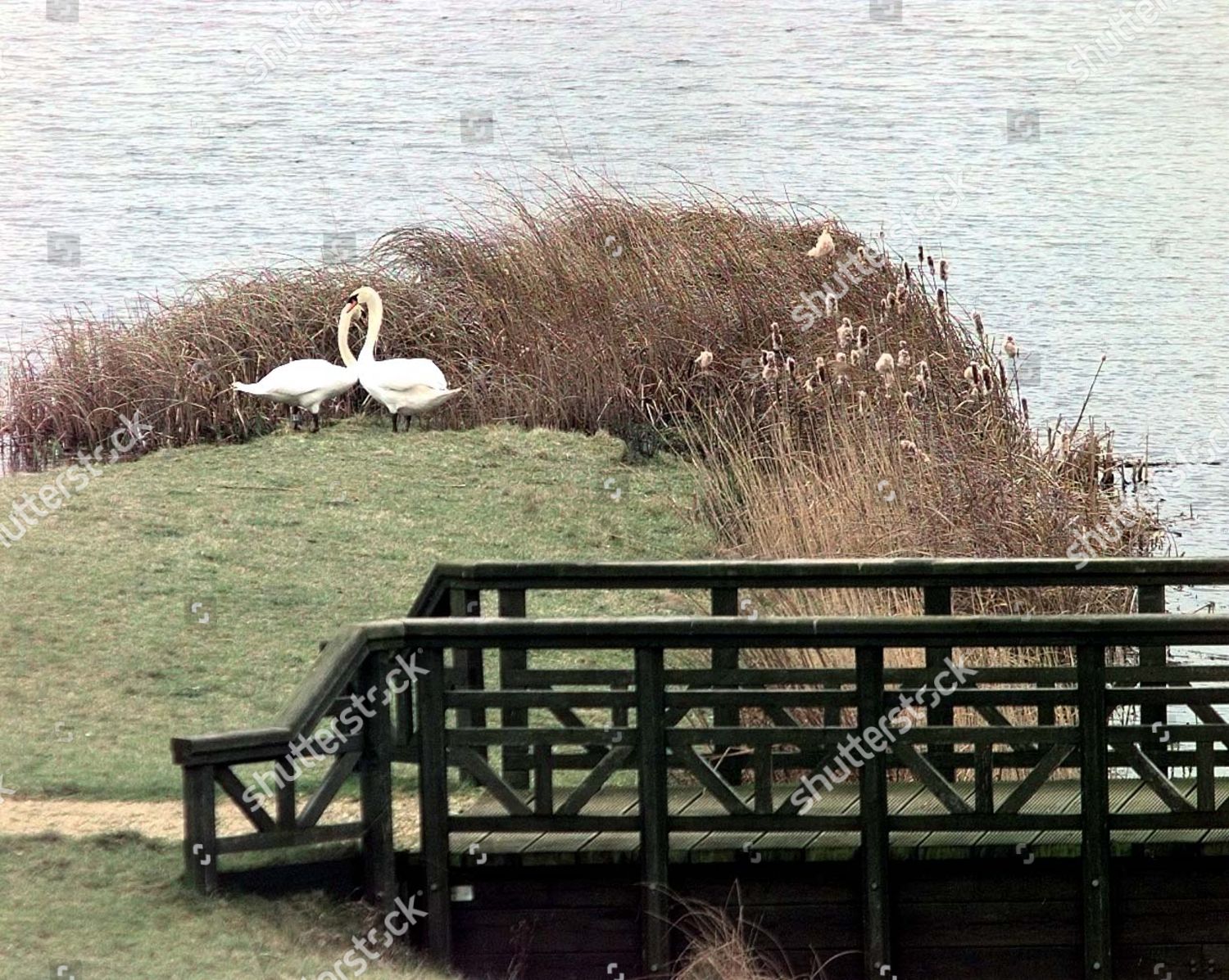 Wetland Centre Formerly Barn Elms Reservoir Editorial Stock Photo