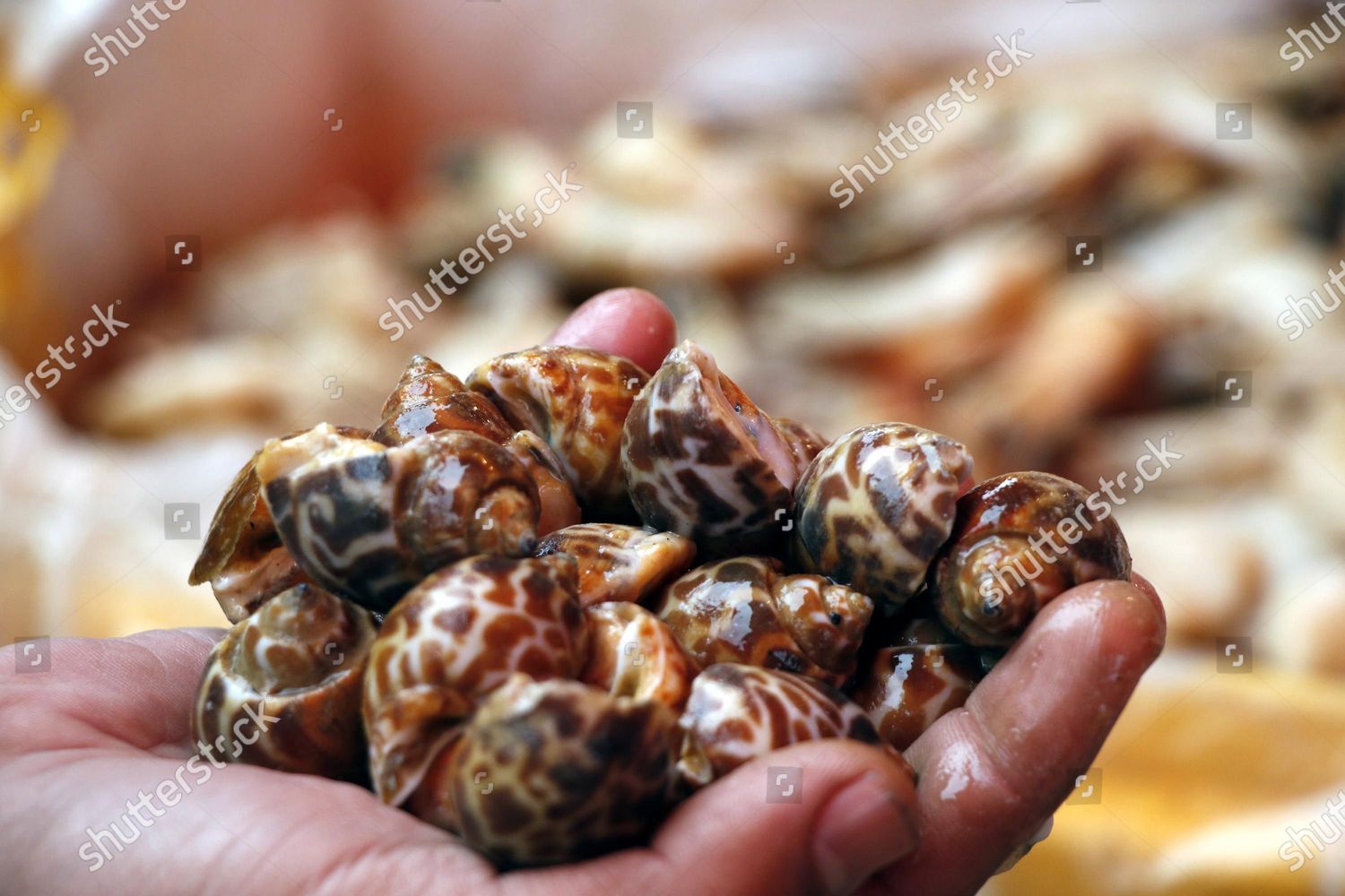 Man Shows Sea Shell Market Islamabad Editorial Stock Photo - Stock ...