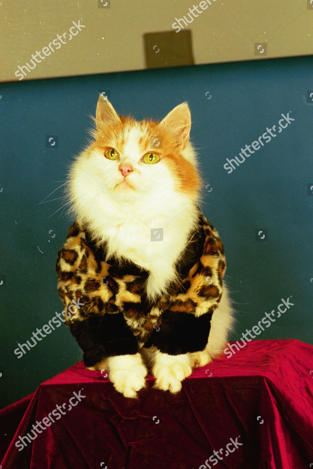 cats in bomber jackets