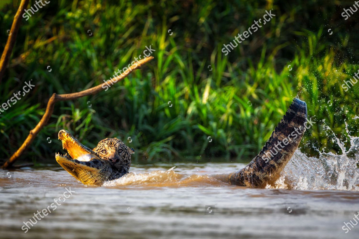 Make Snappy Jaguar Battles Thrashing Caiman Cuiaba Editorial Stock Photo Stock Image Shutterstock