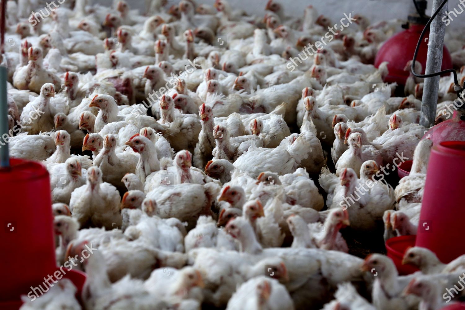 Chickens Kept Their Cages Poultry Farm Editorial Stock Photo Stock