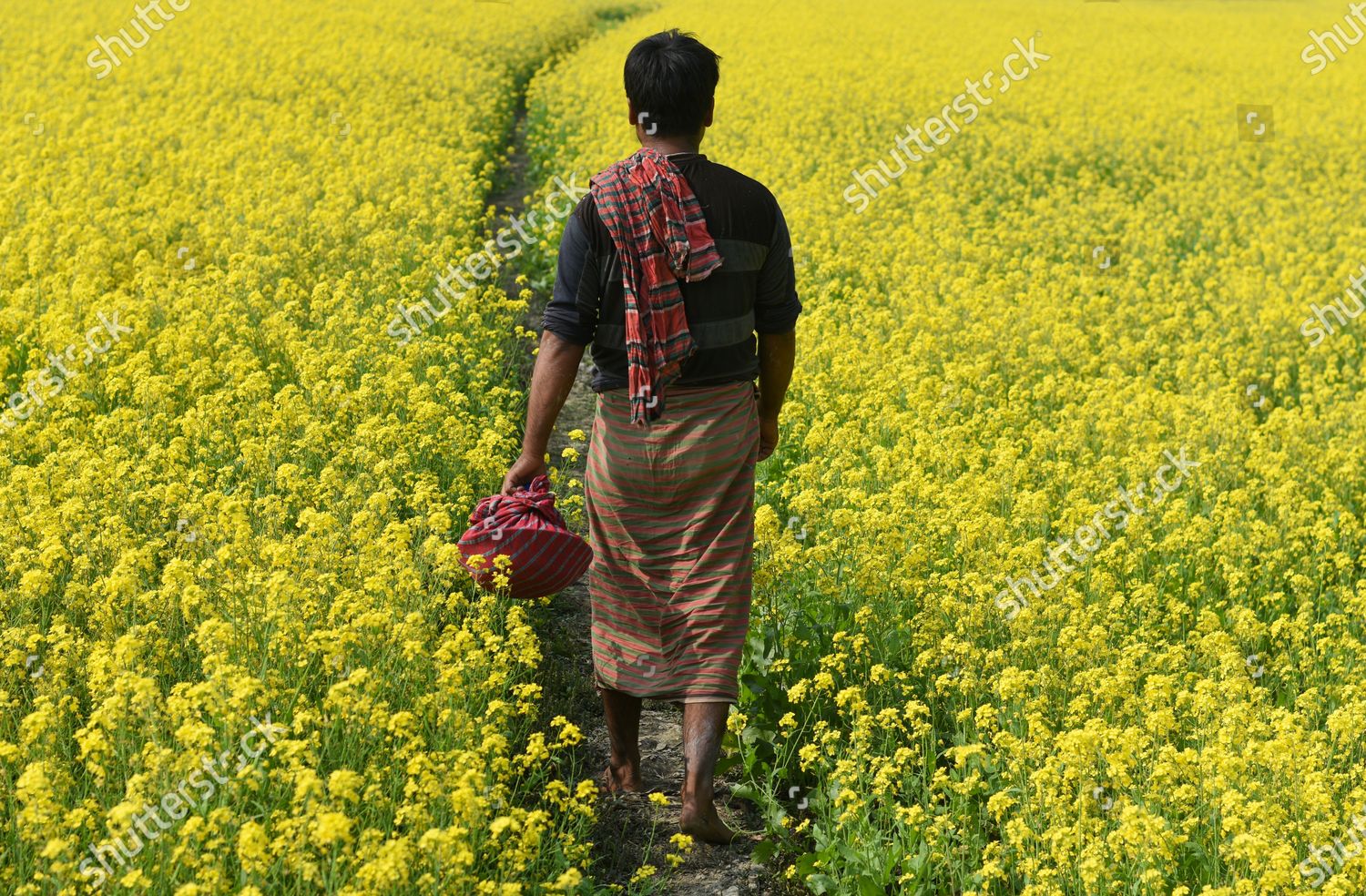 Mustard Brassica Spp One Most Important Editorial Stock Photo - Stock ...