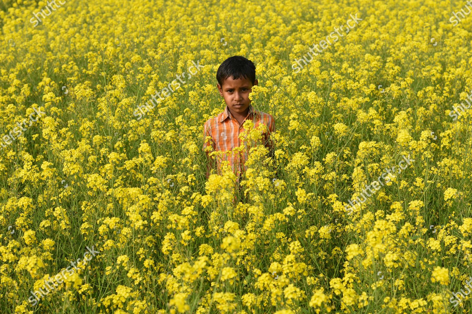 MUSTARD BRASSICA SPP ONE MOST IMPORTANT Editorial Stock Photo - Stock ...