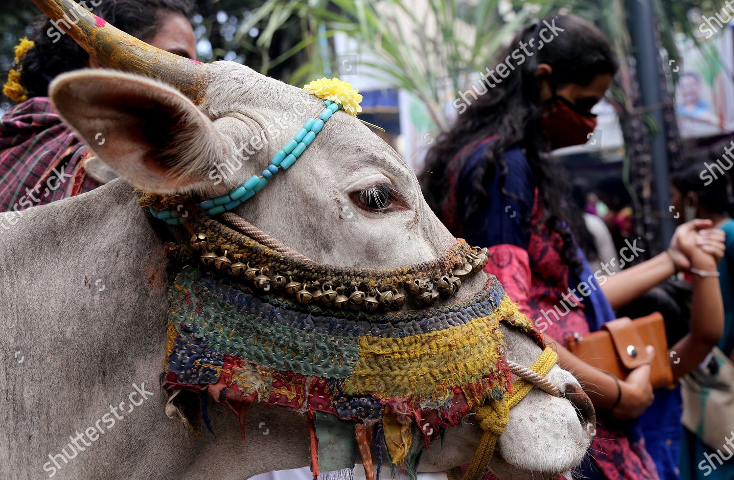 decorated bull takes part Thai Pongal festival Editorial Stock Photo