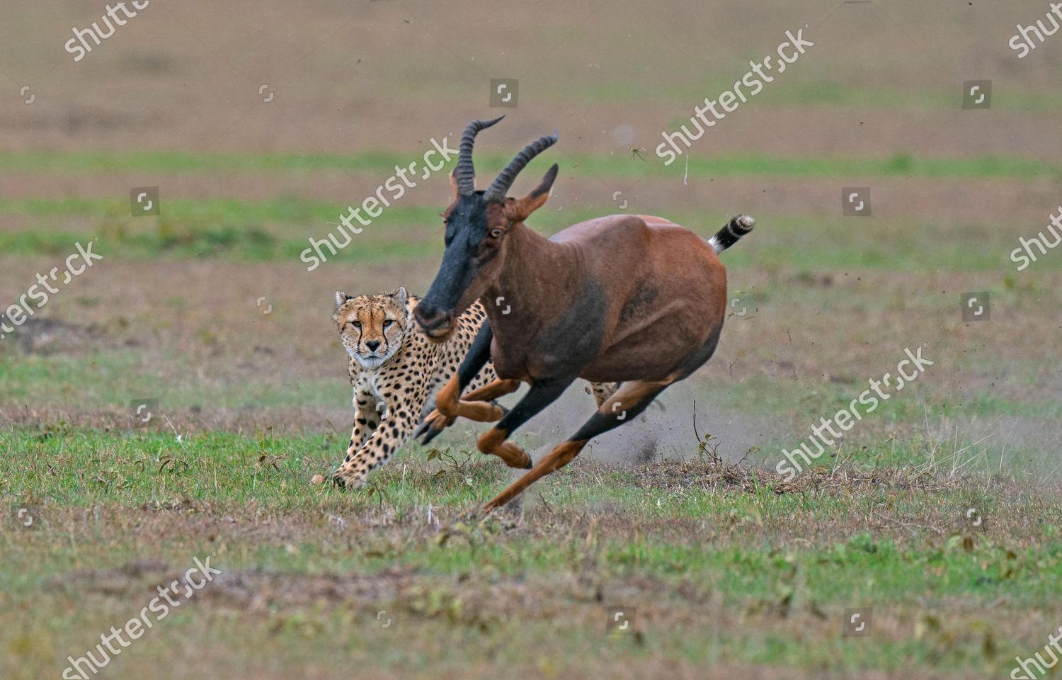 Sequence Cheetahs Hunting Gazelle Hungry Cheetahs Editorial Stock Photo