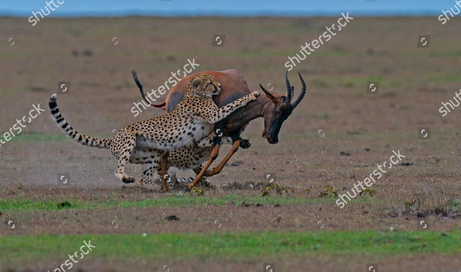 Sequence Cheetahs Hunting Gazelle Hungry Cheetahs Editorial Stock Photo