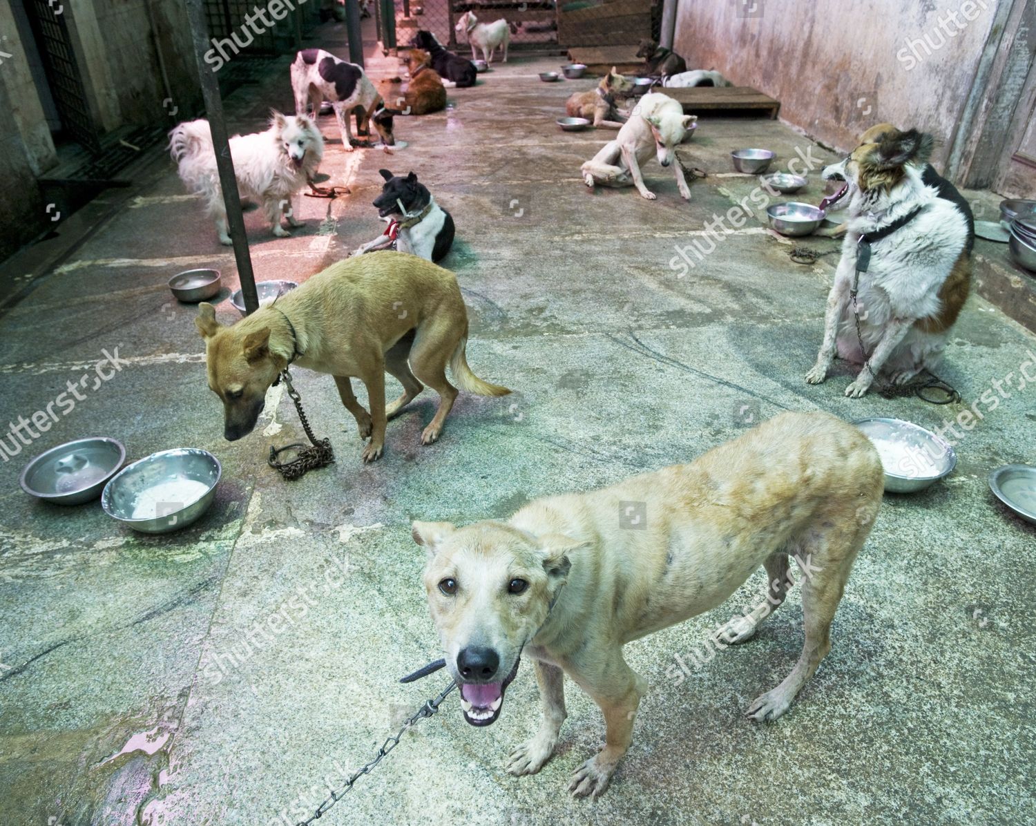 Kennel Area Street Dogs Cupa Centre Editorial Stock Photo - Stock Image |  Shutterstock Editorial