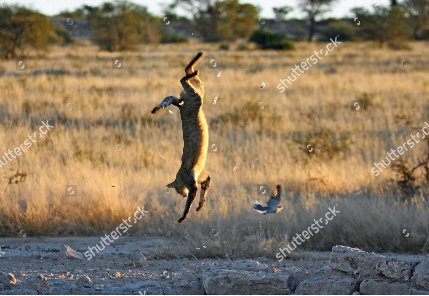 caracal catching bird
