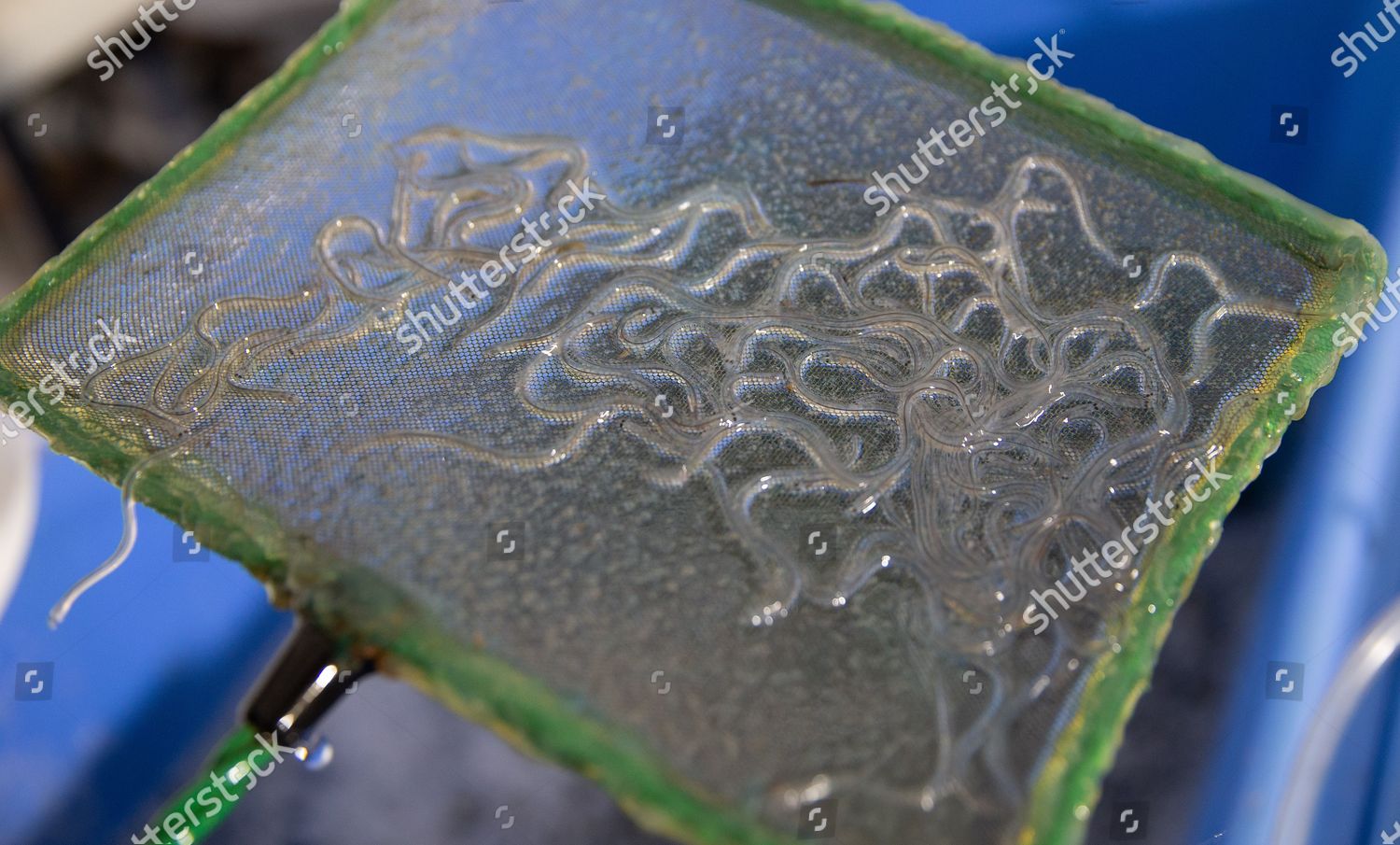 Glass Eels On Display Elvers Buying Editorial Stock Photo Stock Image