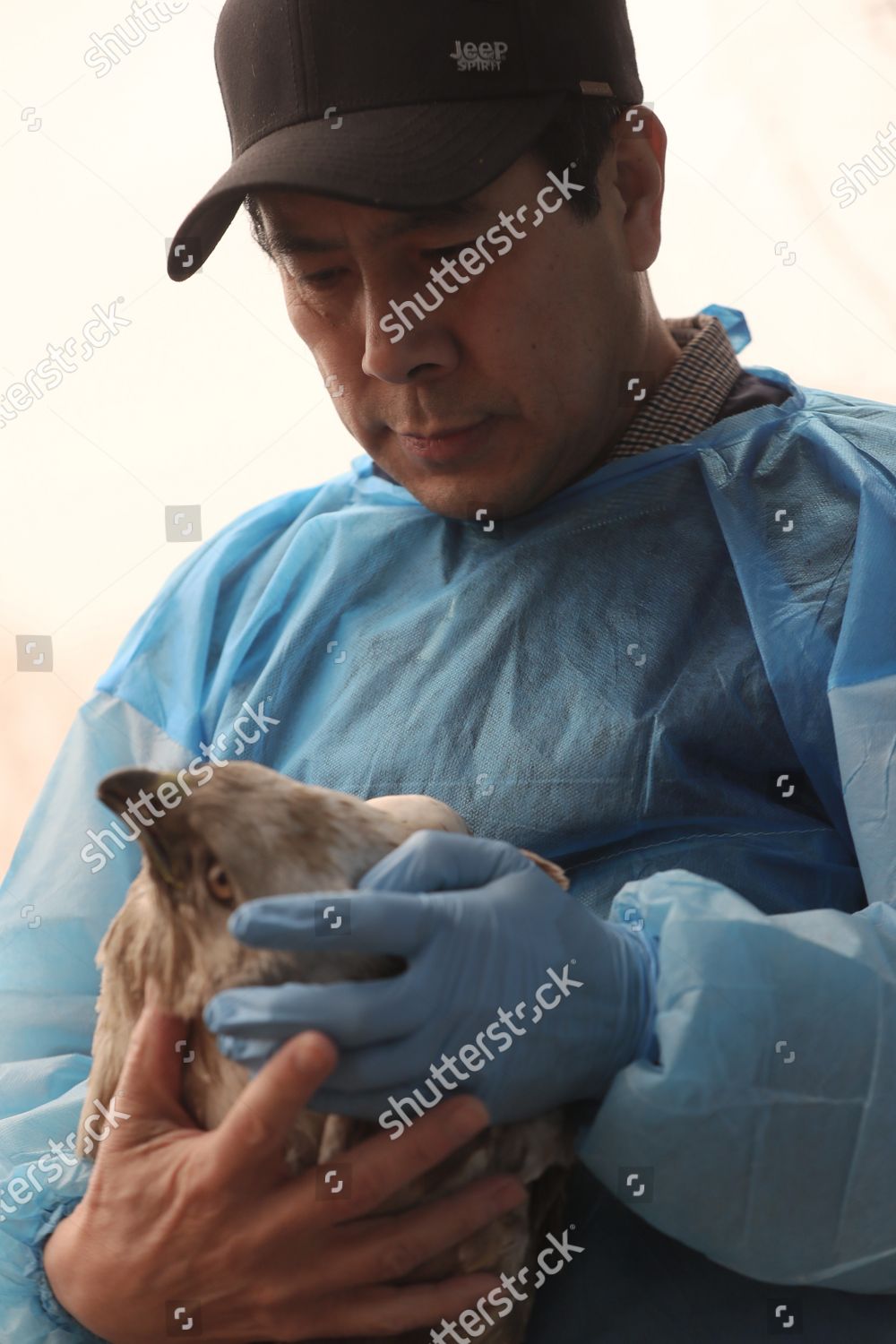 Wang Weiyan Checks Condition Injured Raptor Editorial Stock Photo ...