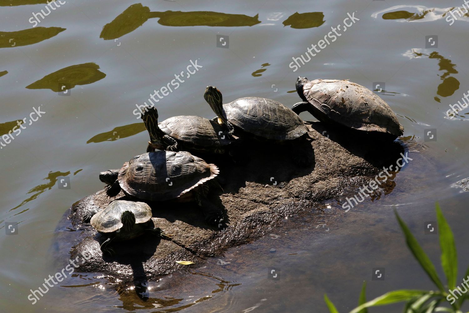 Turtles Crane Their Necks On Lake Editorial Stock Photo - Stock Image ...