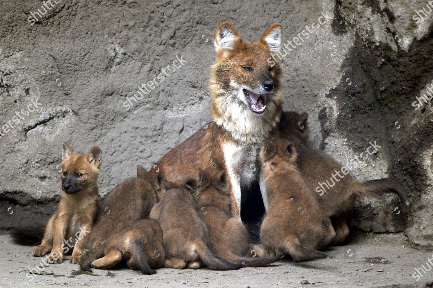 Asiatic Wild Dogs Dhole Cubs Seen Editorial Stock Photo - Stock Image ...