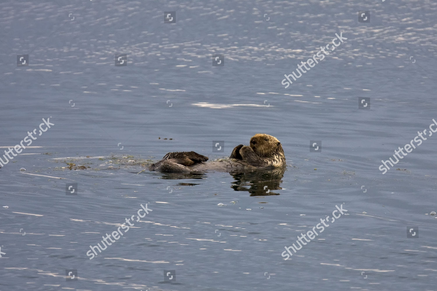 ADULT SEA OTTER ENHYDRA LUTRIS KENYONI Editorial Stock Photo - Stock
