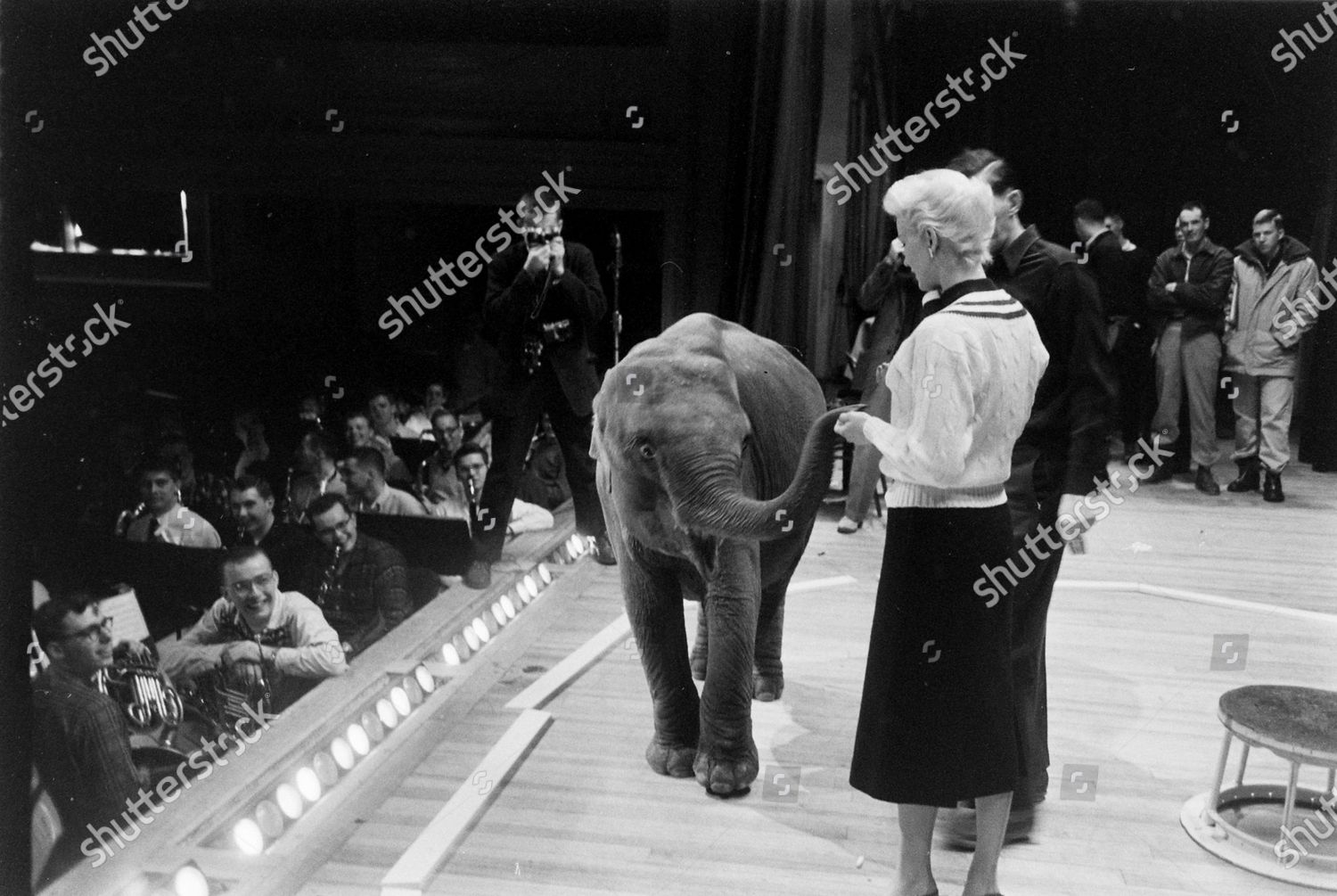 Janet Pilgrim Standing On Stage Elephant Editorial Stock Photo - Stock ...