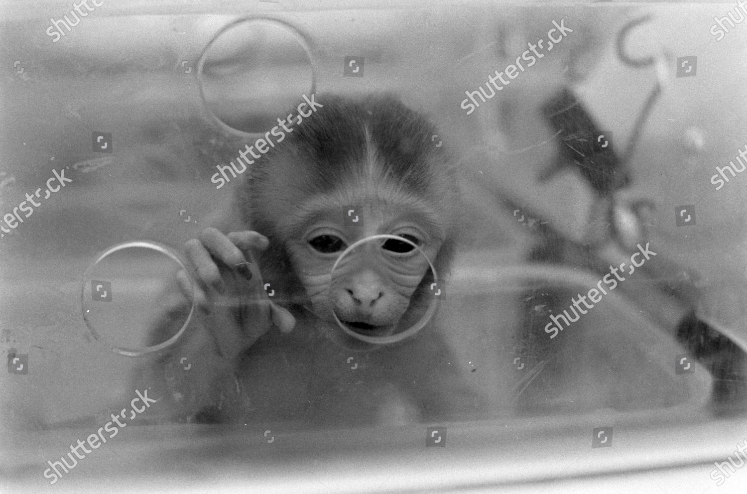 Baby Monkeys Isolation Chamber Bionetics Research Editorial Stock Photo