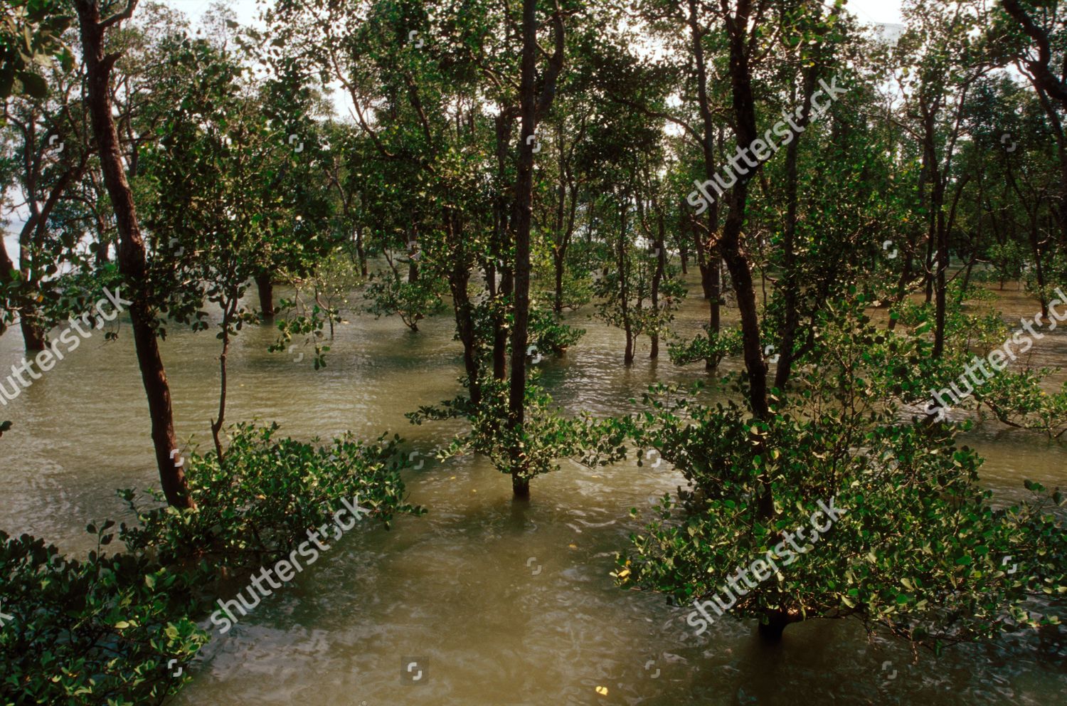 Mangrove Forest Bako Park Kuching Borneo Editorial Stock Photo - Stock ...