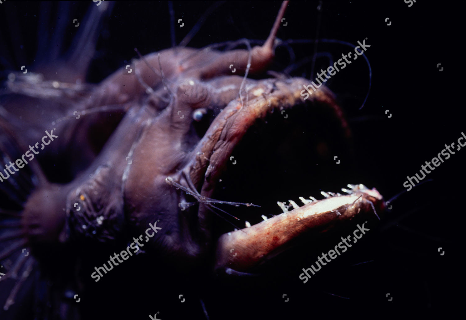 Deep Sea Anglerfish Editorial Stock Photo Stock Image Shutterstock   Shutterstock 1207849k 