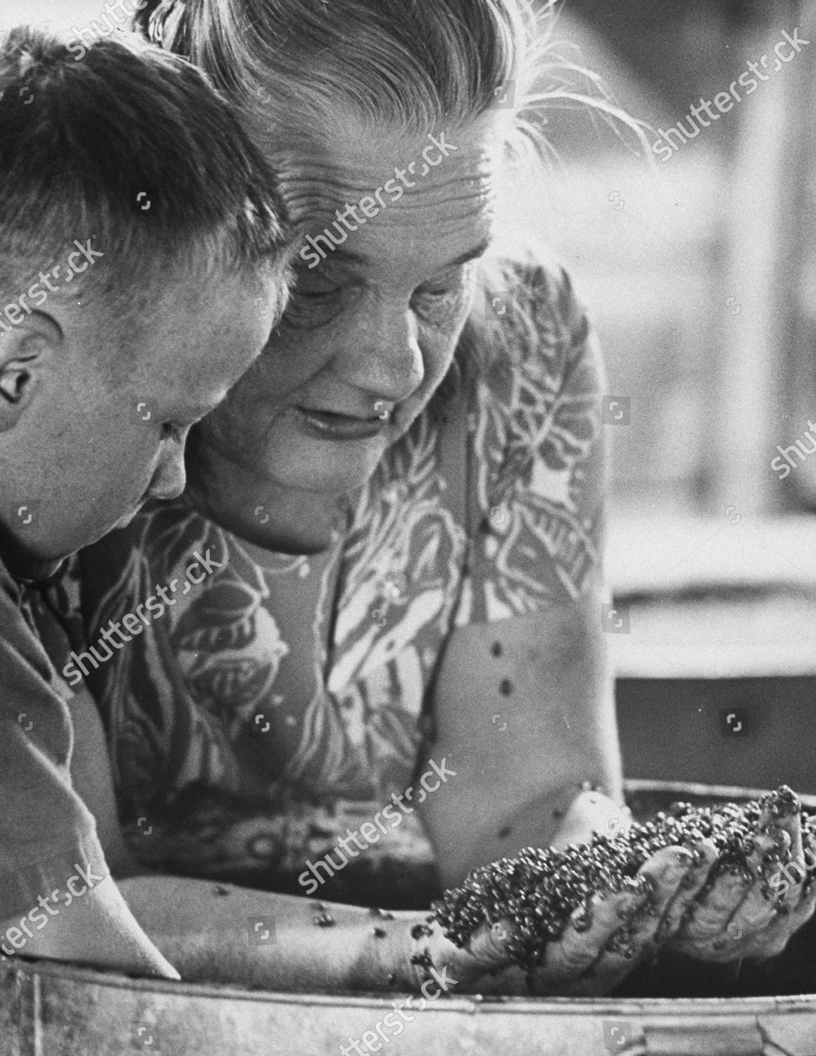 Owner Ladybug Sales Co Marcella Nelson Editorial Stock Photo Stock