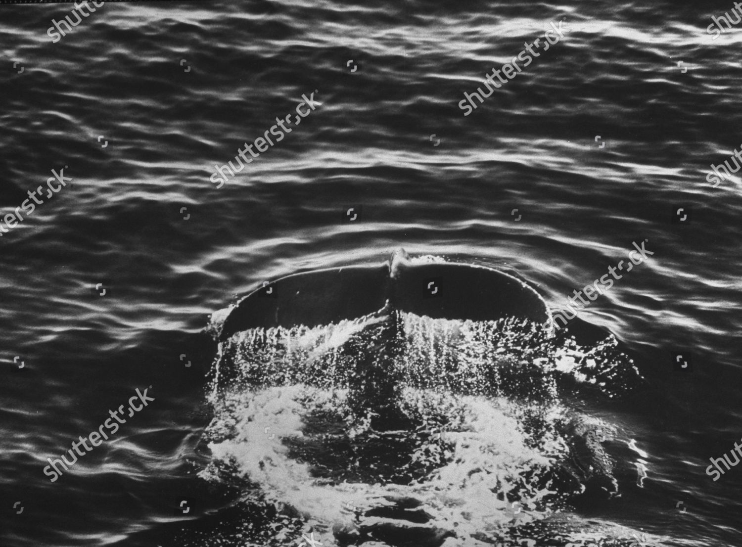 Tail Unidentified Species Whale Editorial Stock Photo - Stock Image