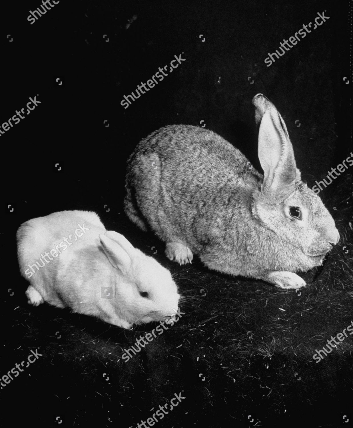 The Surprising Genetic Relationship Between Kangaroos And Rabbits - dic9xsn
