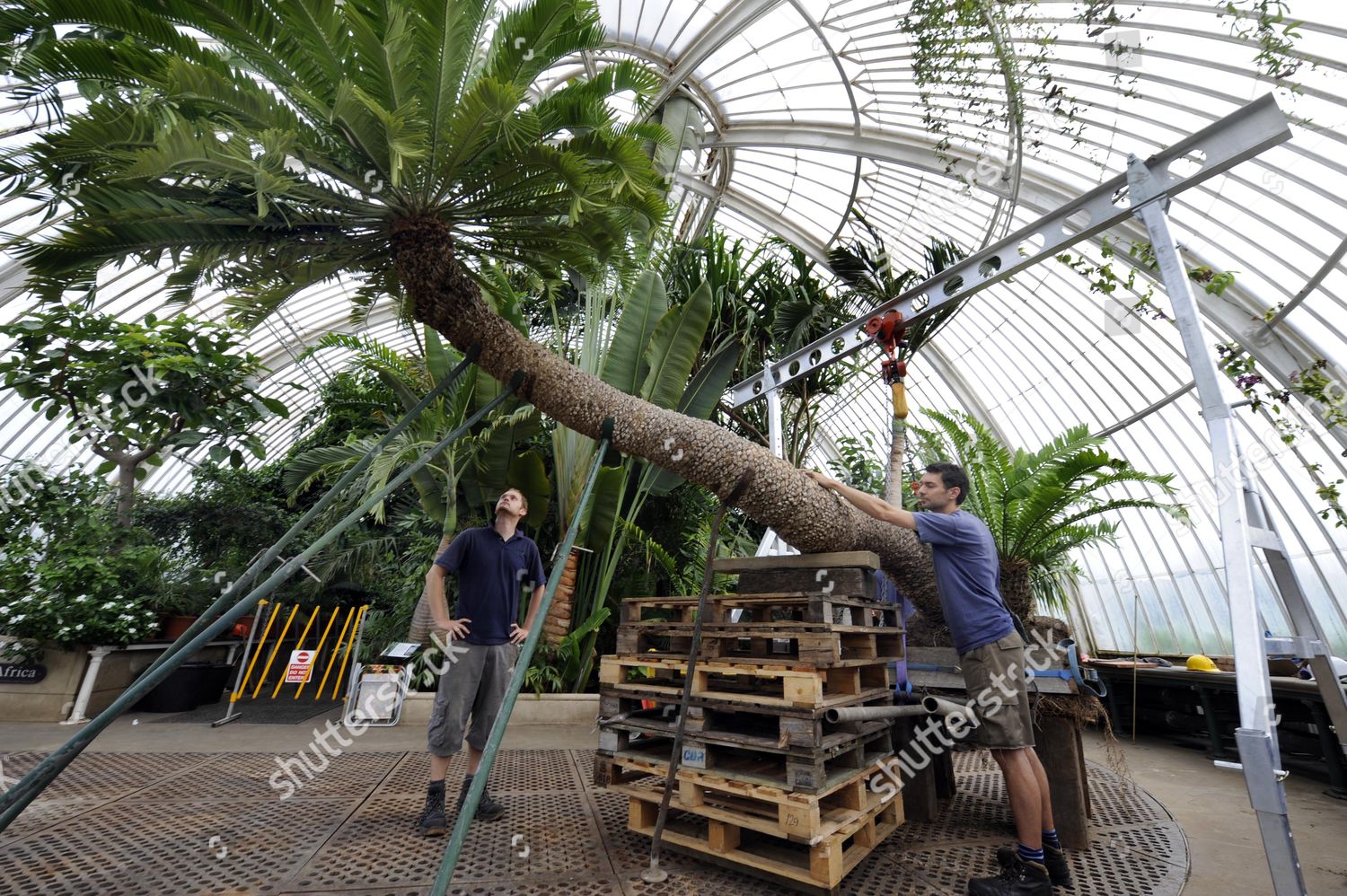 Oldest Pot Plant World Ancient Cycad Repotted Editorial Stock