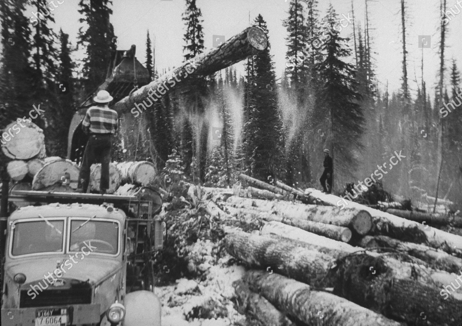 people-cutting-down-trees-huge-logs-editorial-stock-photo-stock-image