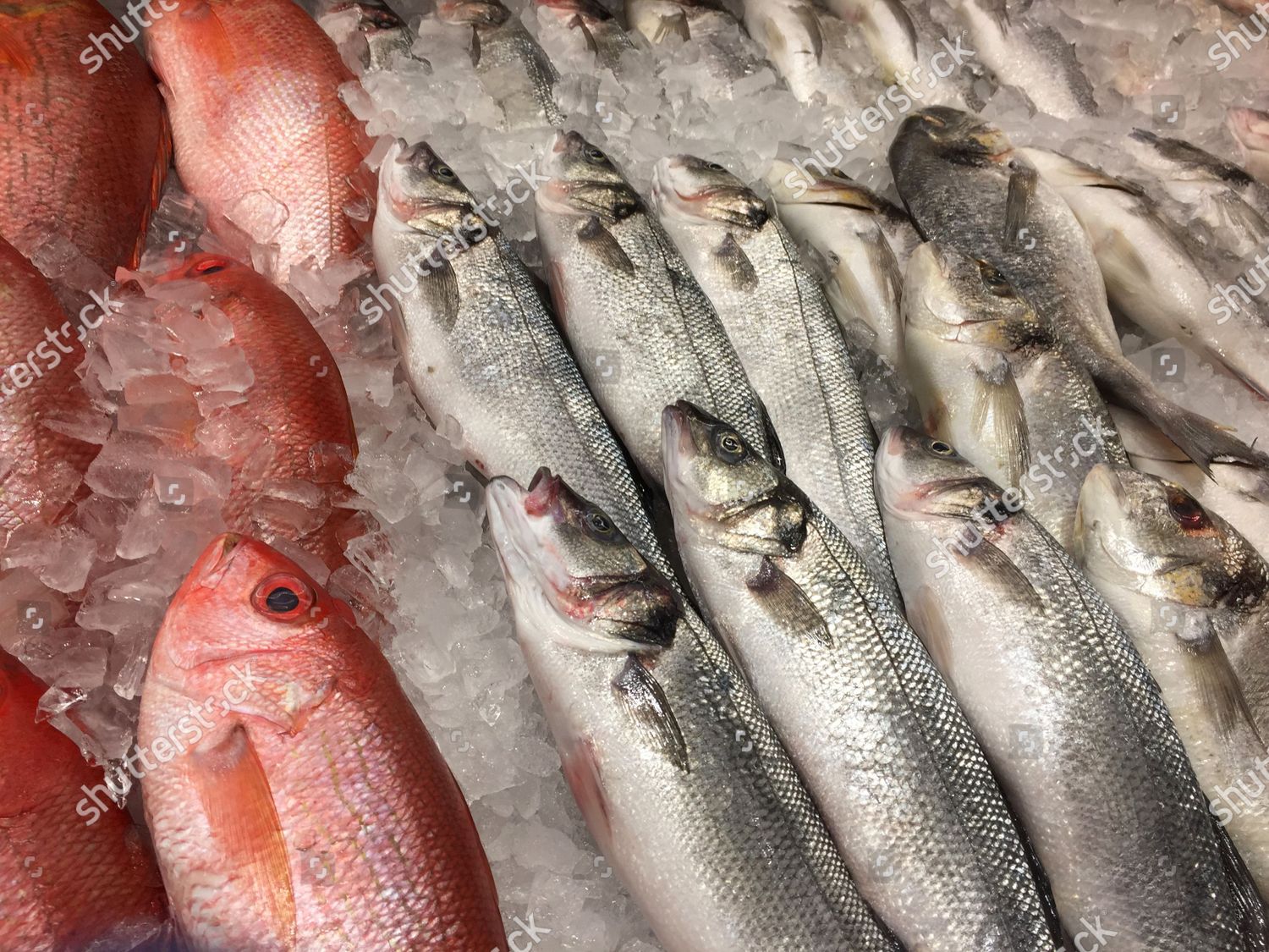 Fish Grocery Store Toronto Ontario Canada Editorial Stock Photo Stock