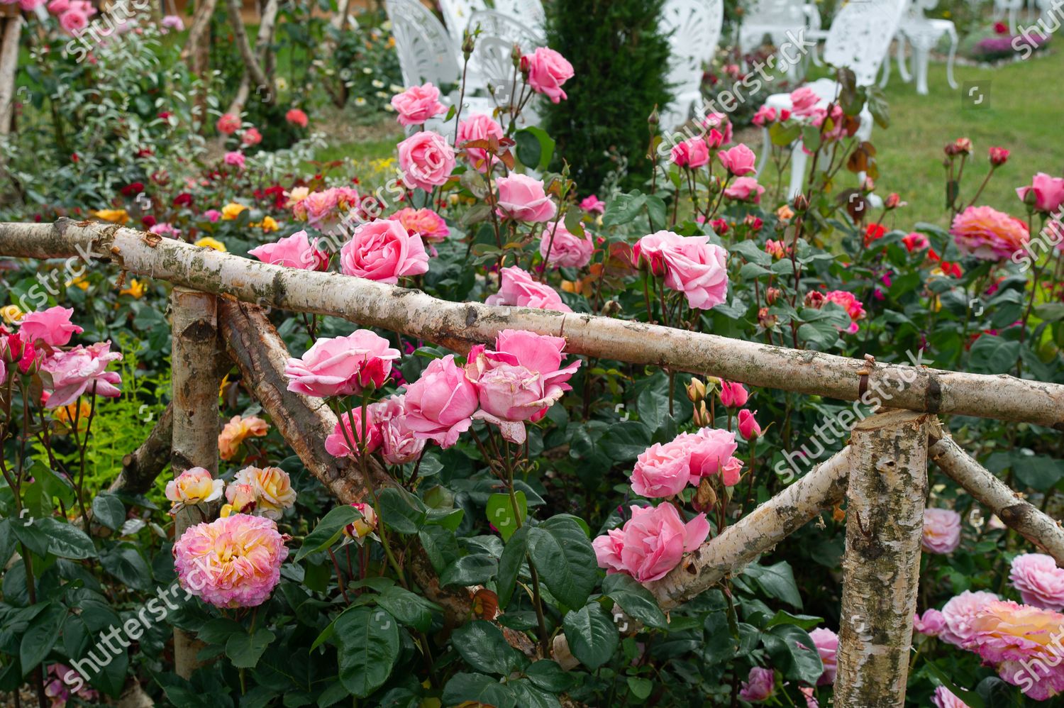 Rhs Rose Tea Garden Feature Garden Editorial Stock Photo Stock Image