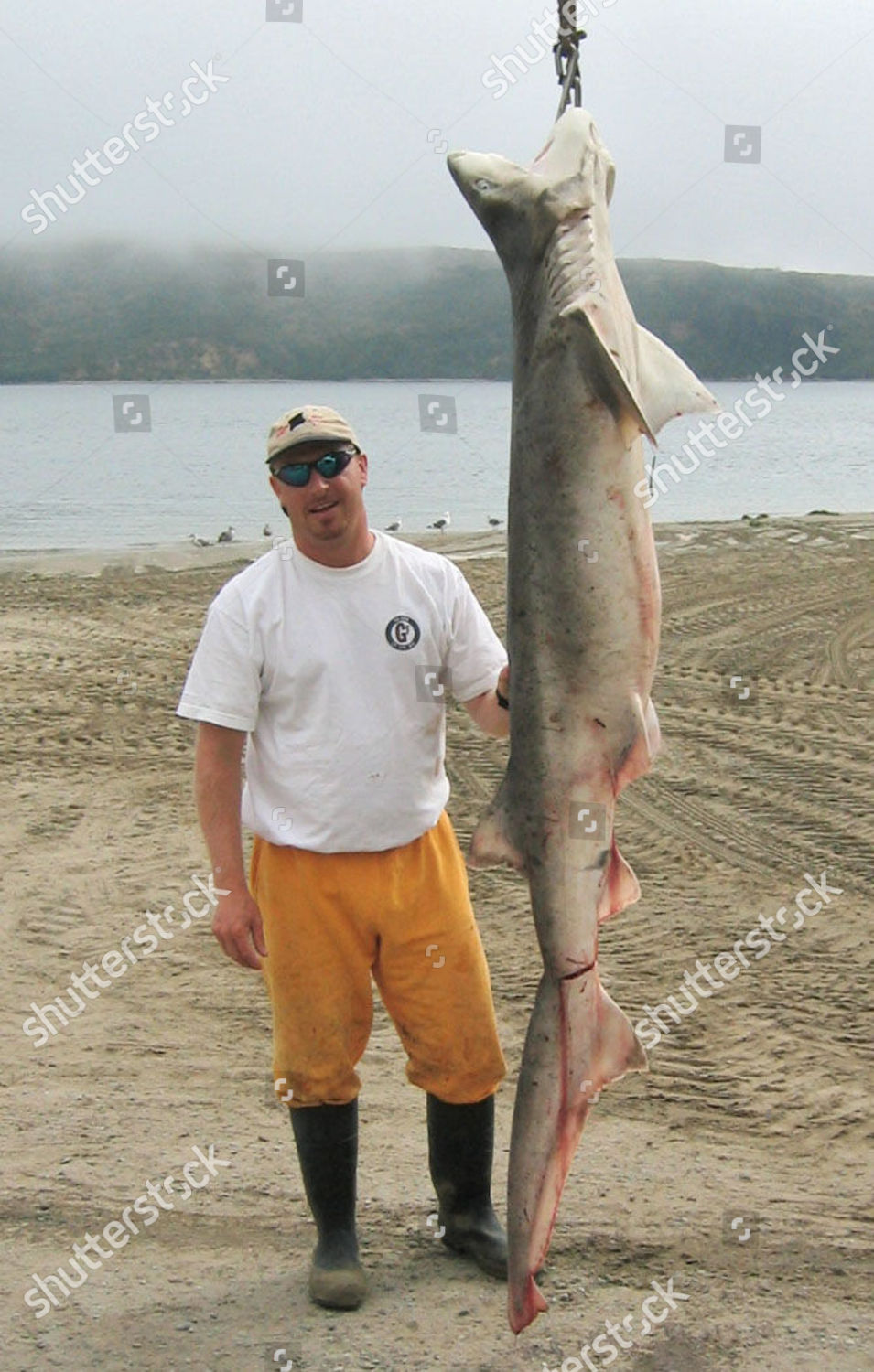 Steve Wozniak Sevengill Shark Caught Tomales Editorial Stock Photo